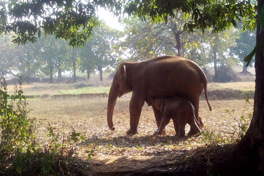 Elephant